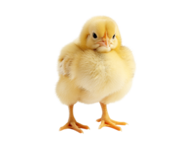 baby chicken on isolated background png