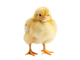 bébé poulet sur isolé Contexte png