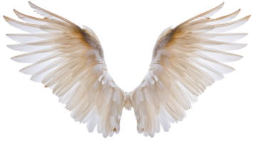 angel wings on isolated background png