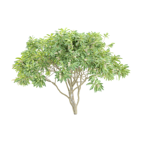 Acacia tree plant isolated Canvas png