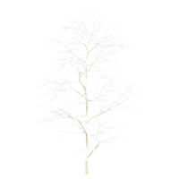 white tree snow Covered isolated Canvas png