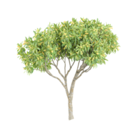 acacia arbre sur isolé Toile png