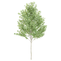 3D rendering of White poplar plant in transparent Canvas png