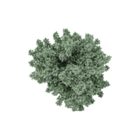 3D rendering of Silverberry plant in transparent Canvas png