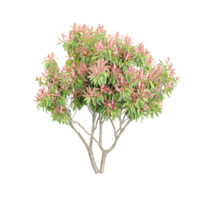 3d Renderização do Pieris japonica flores png