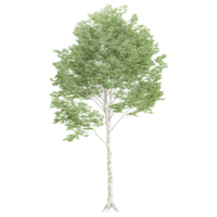 White poplar plant isolated on transparent Canvas png