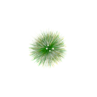 3D rendering of Festuca idahoensis plant in transparent Canvas png