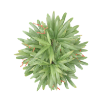 3D rendering of Raphis Palm plant in transparent Canvas png