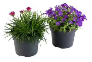 fresh flowers in pots cut out isolated transparent background png