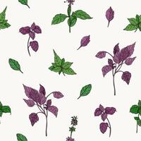 maravilloso botánico sin costura modelo con verde y púrpura albahaca hojas mano dibujado en blanco antecedentes. fondo con aromático hierba, planta cultivado para culinario usar. natural ilustración. vector