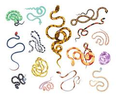 Collection of beautiful snakes of various type, size, skin pattern and color isolated on white background. Bundle of gorgeous exotic legless wild reptile animals. Colorful illustration. vector