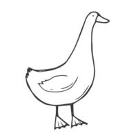 Hand drawn farm bird goose. Doodle sketch style. Drawing line simple goose icon. Isolated illustration. vector