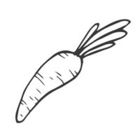 Hand drawn sketch carrot isolated on white background. Doodle style. Illustration vector