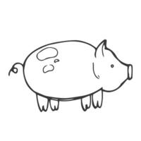 Hand drawn farm pig. Doodle sketch style. Drawing line simple pig icon. Isolated illustration. vector