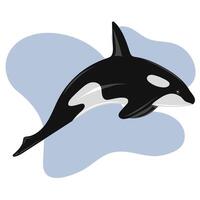 Killer whale jumping in water. Marine dweller vector