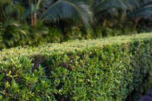 Banyan Tree, scientific name Ficus annulata, is a popular ornamental shrub. photo