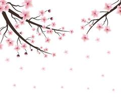 Cherry blossom flower blooming. Cherry blossom branch with pink flower blooming. Pink sakura flower background. Cherry blossom branch with sakura flower. Watercolor cherry bud. vector