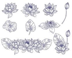 Hand Drawn Water Lily Flower Set vector