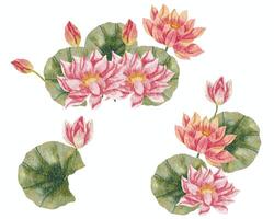 Pink Water Lily Watercolor Flower vector