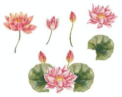 Pink Water Lily Watercolor Flower vector