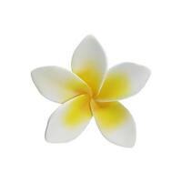 3d render Plumeria tropical flowers 3d of exotic flowering plants. Realistic blossom of Hawaiian frangipani petals. Thailand and Bali national symbol in clay style. Amazing Asian vacation vector