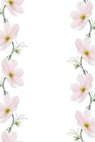 Cosmos flowers and leaves. Isolated hand drawn watercolor frame of pink cosmea. Summer floral of pink wildflowers wreath for wedding invitations, cards, packaging of goods vector