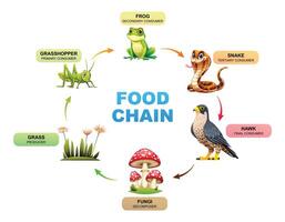 Food chain diagram showing the relationships between a grass, grasshopper, frog, snake, hawk, and fungi. Illustration vector