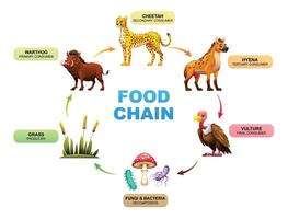 Food chain ecosystem. Cartoon illustration vector