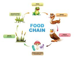 Food chain showing the relationships between grass, grasshopper, frog, snake, eagle, fungi and bacteria. Illustration vector