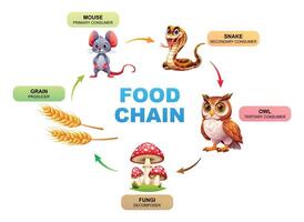 ilustración de un comida cadena ecosistema vector