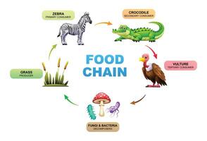 Food chain showing the relationships between a grass, zebra, crocodile, vulture, fungi and bacteria. Illustration vector