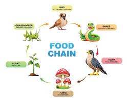 Food chain diagram showing the relationships between a plant, grasshopper, bird, snake, hawk, and fungi. Illustration vector