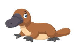 Cartoon platypus isolated on white background vector