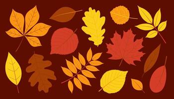 Autumn leaves set. Flat isolated illustration vector