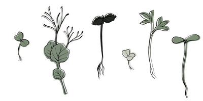 hand drawn microgreens illustration. Contour sprouts of watercress, spinach, mustard cress and peas, radish, onion, sunflower, basil plant. Set for menu, logo, microelements, healthy lifestyle vector