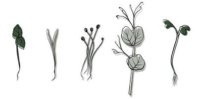 hand drawn microgreens illustration. Contour sprouts of watercress, spinach, mustard cress and peas, radish, onion, sunflower, basil plant. Set for menu, logo, microelements, healthy lifestyle vector