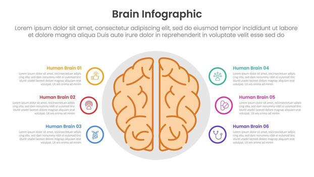human brain infographic template banner with top view on center with outline circle cycle circular with 6 point list information for slide presentation vector