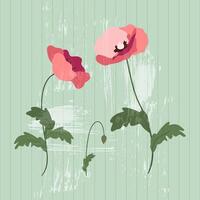 Pink poppies on a vintage textured green background. Floral illustration for greeting cards, wedding invitations, social media and more design vector