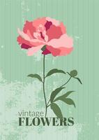 Pink peony on a vintage textured green background. Floral illustration for greeting cards, poster, wedding invitations, social media and more design vector