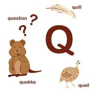 Preschool english alphabet. Q letter. Quokka, quail, quill, question. Alphabet design in a colorful style. Educational poster for children. Play and learn. vector