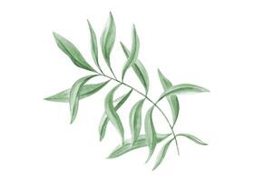 Lush eucalyptus or oleander foliage. Watercolor abstract leaves. Green olive. Illustration of branch. Botanical element for design of Valentines day, birthday, mothers day card, wedding Invitation. vector