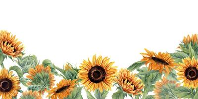 Blooming sunflower field. Orange yellow flowers. Sunflowers with leaf and buds. Horizontal border with empty space for text. Floral summer composition. Watercolor illustration for label, greeting vector