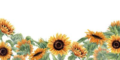 floreciente girasol campo. naranja amarillo flores girasoles con hoja y brotes horizontal frontera con vacío espacio para texto. floral verano composición. acuarela ilustración para etiqueta, saludo vector