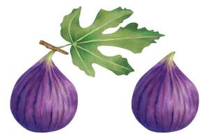 Purple fig.Whole fruit with and without leaves for food packaging,juices,menu.Botanical illustration drawn with markers and watercolor.Summer tropical fruit for healthy lifestyle.Handmade isolated vector