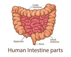 humano intestino partes. humano interno Organo. anatómico ilustración. ciencia, medicamento, biología educación. anatómico estructura para médico informacion aprendizaje vector