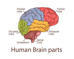 Human brain illustration. Human internal organ. Anatomical Illustration. Science, medicine, biology education. Anatomical structure for medical info learning vector