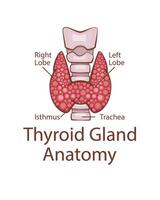 tiroides glándula anatomía. humano interno Organo. anatómico ilustración. ciencia, medicamento, biología educación. anatómico estructura para médico informacion aprendizaje vector