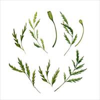 Green leaves from marigold flower plant. Elegant herbs and foliage with floral buds. Hand drawn watercolor illustration isolated on white background. For natural compositions, bouquets or arrangements vector