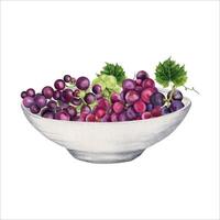 Red grapes on white ceramic plate. Fruits and berries in a bowl. Healthy snack or picnic platter. Hand drawn watercolor illustration isolated on white background. Fresh food and wine design element vector