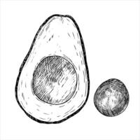 Avocado hass graphic illustration, hand drawn sketch of vegetable,sliced avocado and seed. Botanical drawing of tropical fruit. Engraving for food packaging design. Plant sketch vector